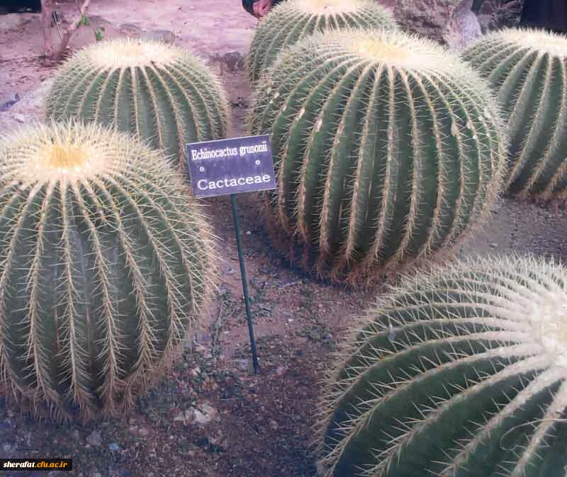 بازدید باغ گیاه شناسی  4