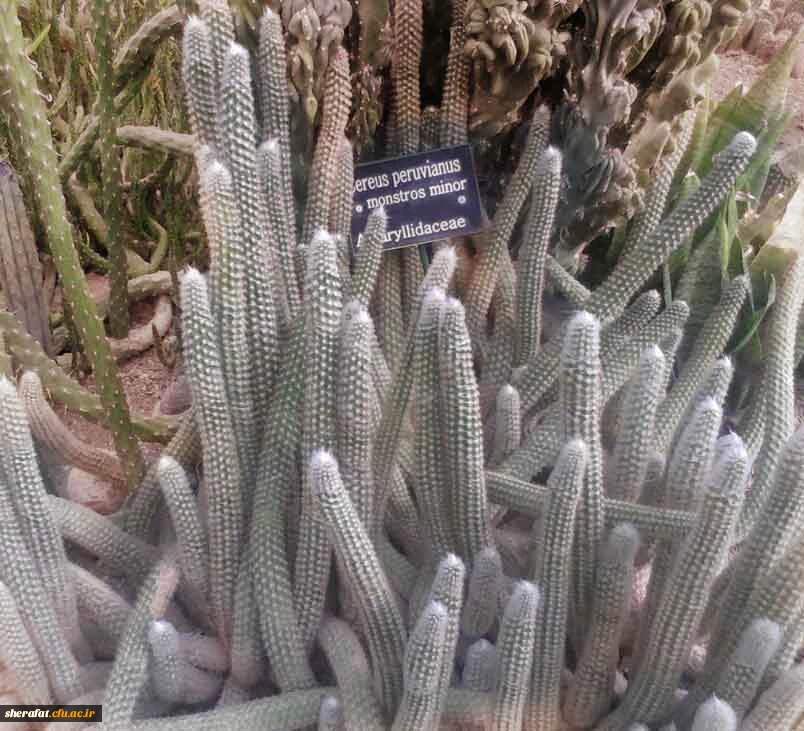 بازدید باغ گیاه شناسی  5