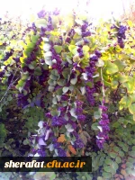 بازدید باغ گیاه شناسی  6