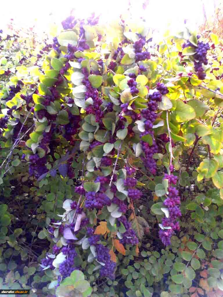 بازدید باغ گیاه شناسی  6