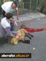 گوسفند قربانی 2