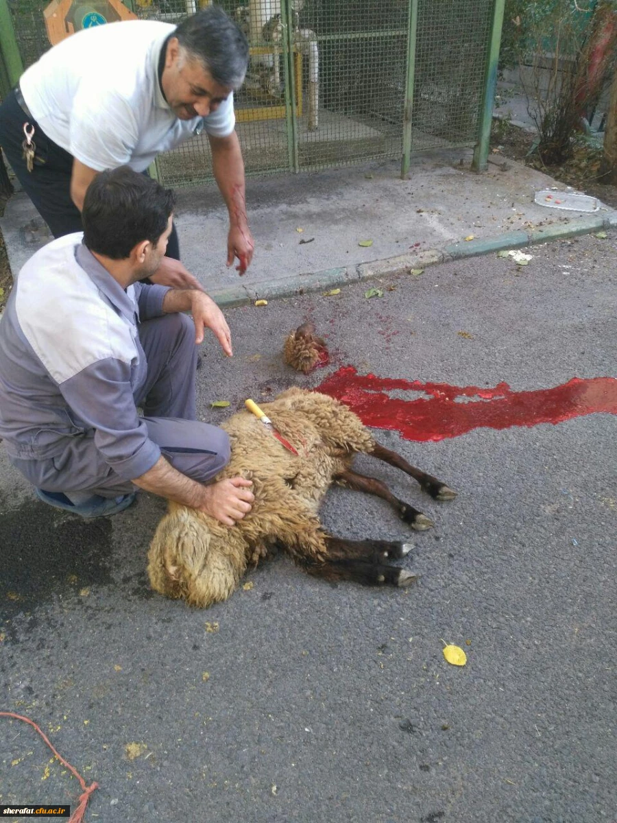 گوسفند قربانی 2