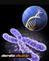 نمایشگاه دانستنی های جالب ژنتیکی 2