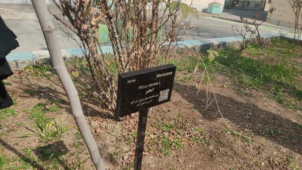 پروژه  
      • ⌝ شناسنامه دار کردن درختان مرکز با رویکرد باغ گیاه شناسی⌞ • 6