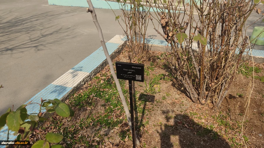 پروژه  
      • ⌝ شناسنامه دار کردن درختان مرکز با رویکرد باغ گیاه شناسی⌞ • 8