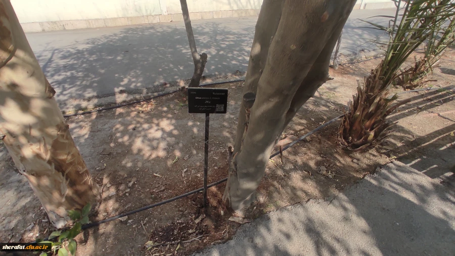 پروژه  
      • ⌝ شناسنامه دار کردن درختان مرکز با رویکرد باغ گیاه شناسی⌞ • 10